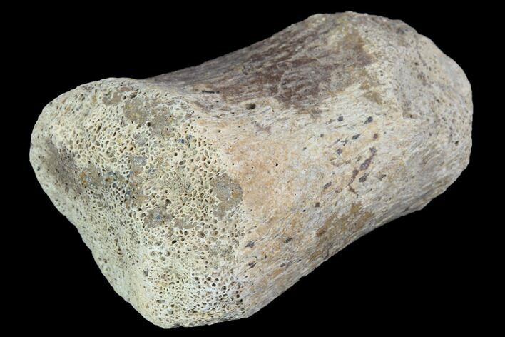 Hadrosaur Foot Bone - Alberta (Disposition #-) #100480
